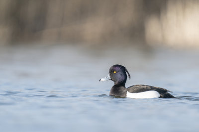 kuifeend - tufted duck