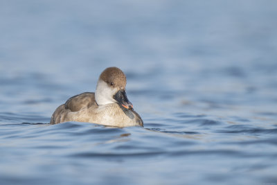 krooneend - red-crested pochard