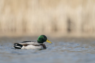 wilde eend - mallard