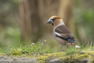appelvink - hawfinch