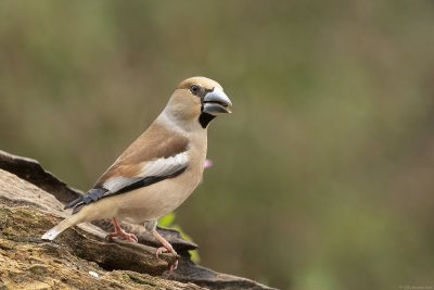 appelvink - hawfinch