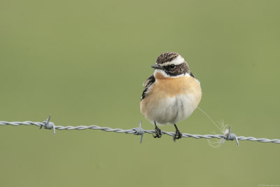 paapje - whinchat