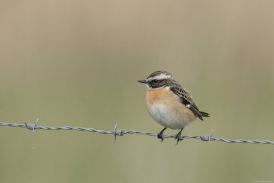 paapje - whinchat