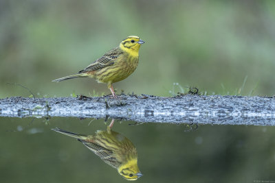 geelgors - yellowhammer