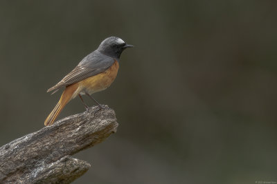 gekraagde roodstaart - redstart
