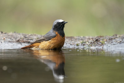 gekraagde Roodstaart - redstart