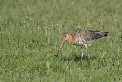 grutto - black-tailed godwit