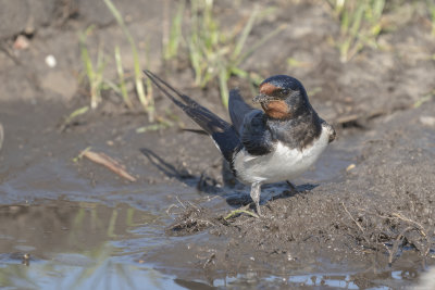 boerenzwaluw - barnswallow