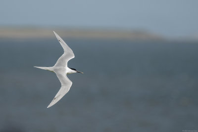 grote stern - sandwich tern