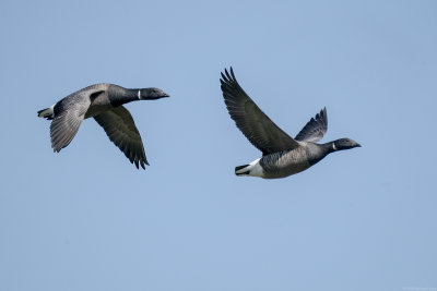 Brent Goose - Rotgans - Branta bernicla