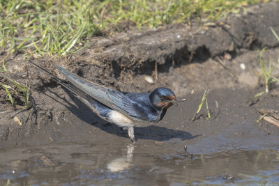 boerenzwaluw - barnswallow