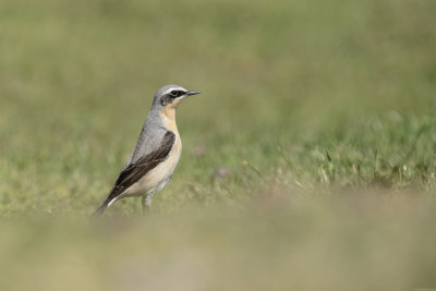 tapuit - northern wheatear