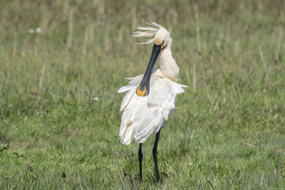 lepelaar - spoonbill