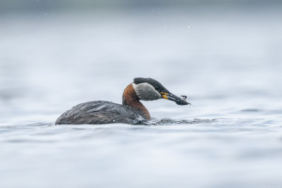 roodhalsfuut - red-necked grebe