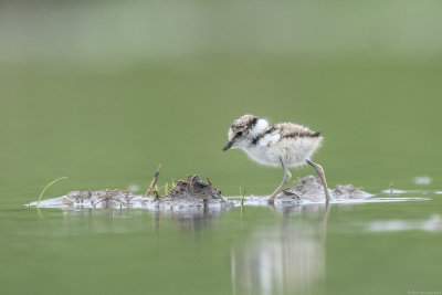kleine plevier - little ringed plover