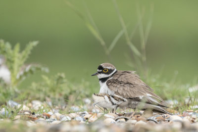 kleine plevier - little ringed plover
