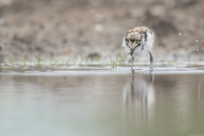 kleine plevier - little ringed plover