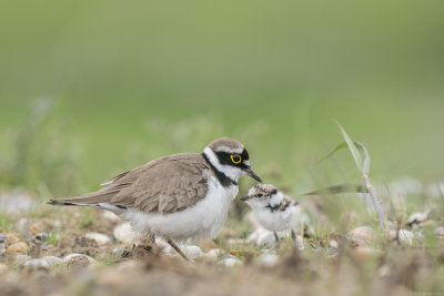 kleine plevier - little ringed plover