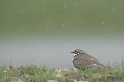 kleine plevier - little ringed plover