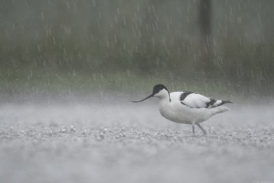 kluut - pied avocet