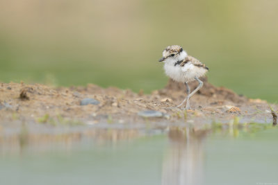 kleine plevier - little ringed plover