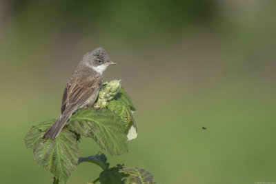 grasmus - whitethroat