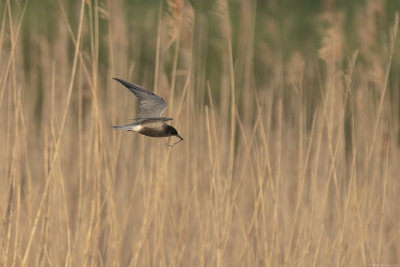 Black Tern - Zwarte Stern