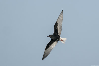witvleugelstern - white-winged tern