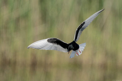 witvleugelstern - white-winged tern