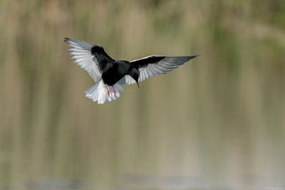 witvleugelstern - white-winged tern