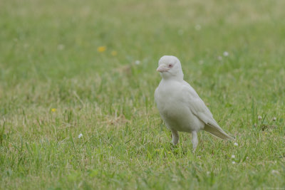 kauw - jackdaw