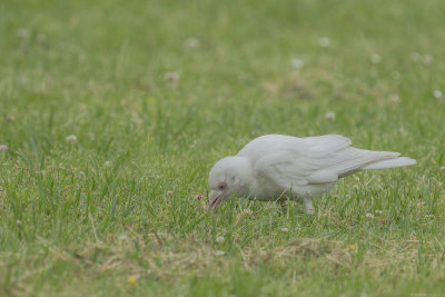 kauw - jackdaw