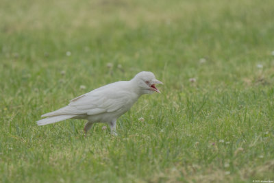 kauw - jackdaw