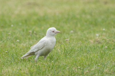 kauw - jackdaw