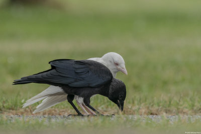 kauw - jackdaw