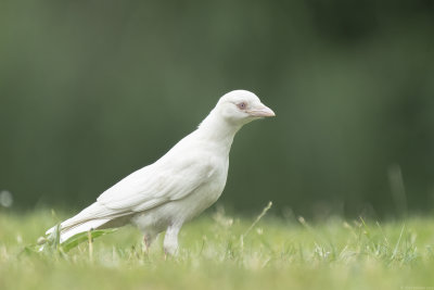 kauw - jackdaw