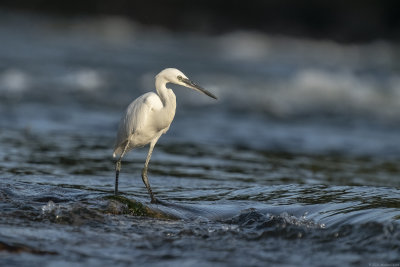 kleine zilverreiger - little egret