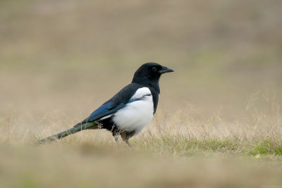 ekster - magpie