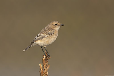 Aziatische roodborsttapuit - siberian stonechat