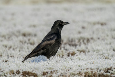 zwarte kraai - black crow