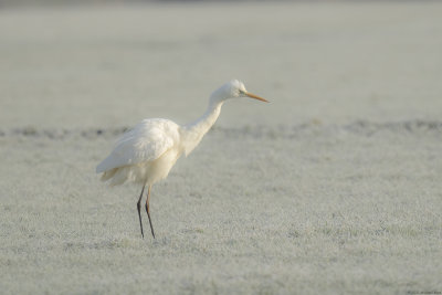 grote zilverreiger - great white heron