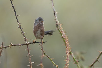 provencaalse grasmus - dartford warbler