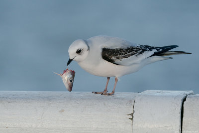 Ross' Gull - Ross' Meeuw