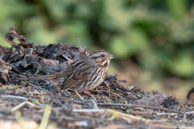 zanggors - songsparrow