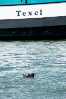 Black Guillemot - Zwarte Zeekoet - Cepphus grylle