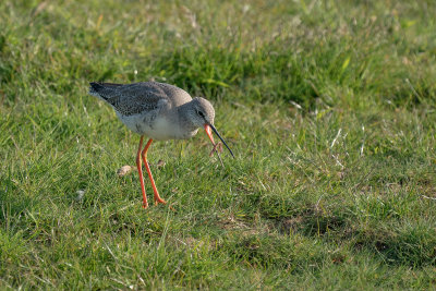 Spotted Redshank - Zwarte Ruiter - Tringa erythropus