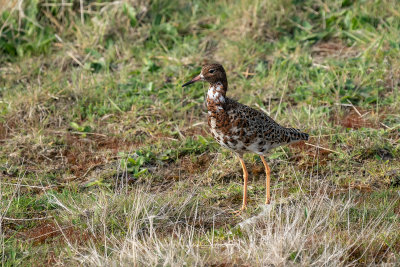 kemphaan - ruff