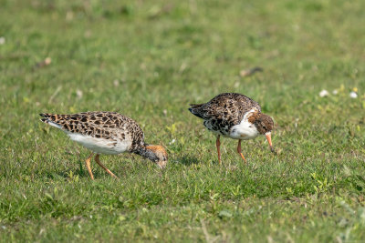 kemphaan - ruff