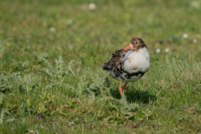 kemphaan - ruff