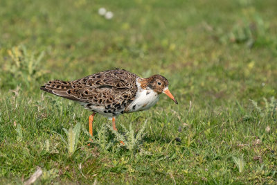 kemphaan - ruff